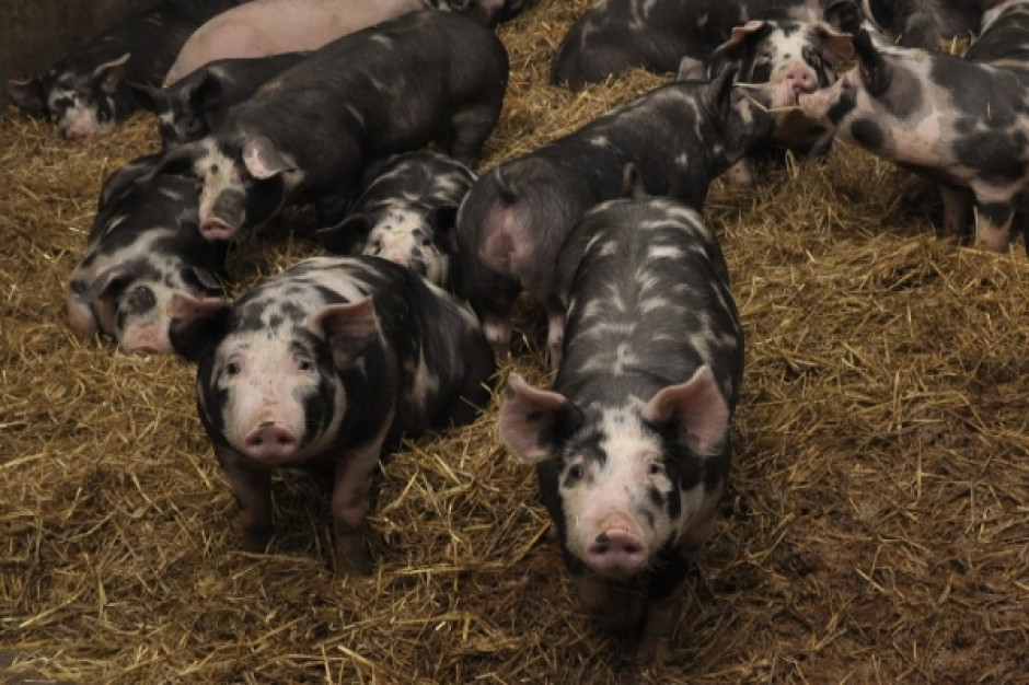 Mięso świń rasy puławskiej można znaleźć w Auchan. fot. Farmer