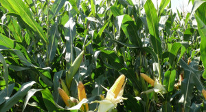 Czy wiecie, jaki w tym roku jest areał uprawy kukurydzy w Polsce? Rekordowy!