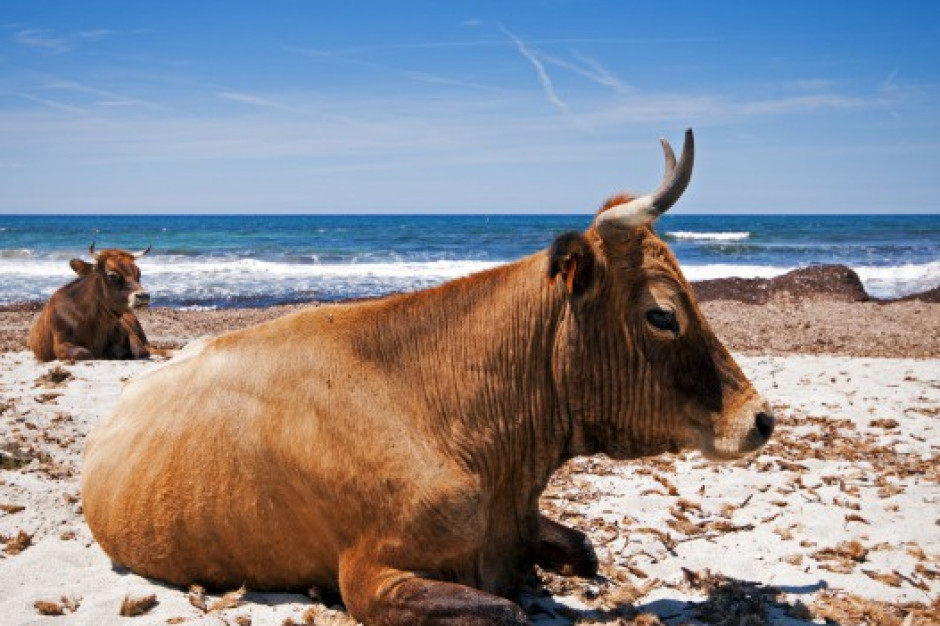 Władze usilnie poszukują rozwiązania problemu agresywnych krów, fot. Shutterstock