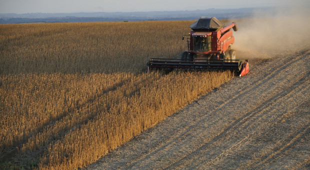 Na Ukrainie rozpoczęto zbiory kukurydzy i soi