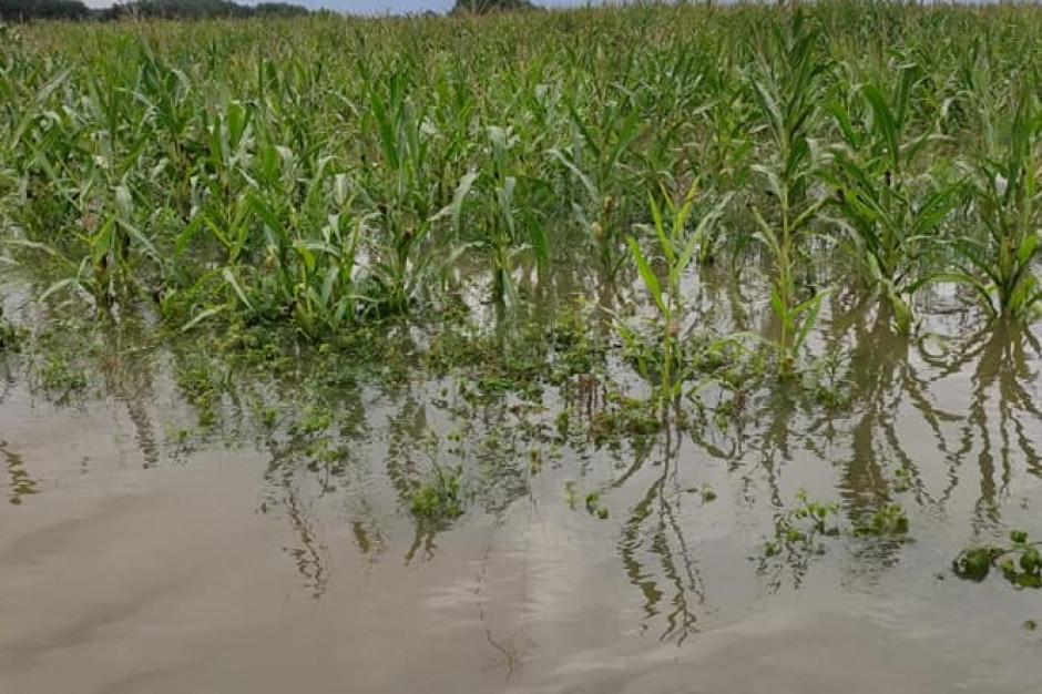 Na początku września kukurydza kiszonkowa w województwie podkarpackim, powiat mielecki, stało w wodzie, fot. Kuba Uzar (facebook)