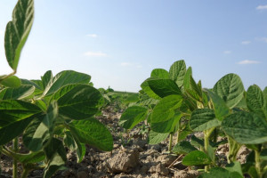 Corteva Agriscience zapowiada kolejny biofungicyd w swojej ofercie