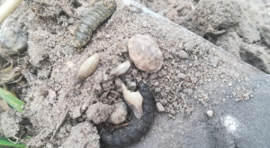 Wreszcie jest insektycyd na rolnice, chowacza galasówka czy miniarki w rzepaku