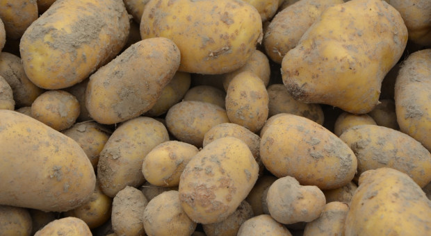 Trwają zbiory ziemniaka. Jakie są plony i ceny surowca?