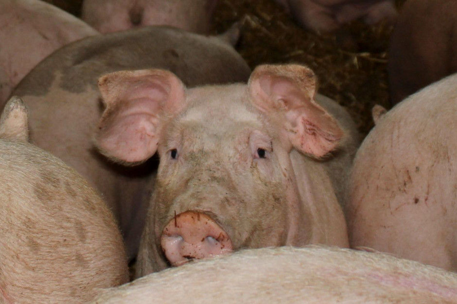 Nie wiadomo skąd na opuszczonej farmie wzięły sie martwe świnie, Foto: GT
