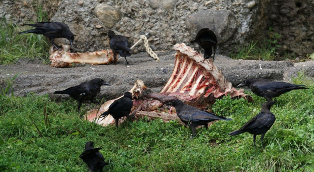 Ekolodzy karmią na wsi drapieżne ptaki odpadami z rzeźni