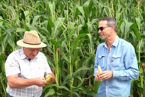 Plony kukurydzy będą rekordowo wysokie?