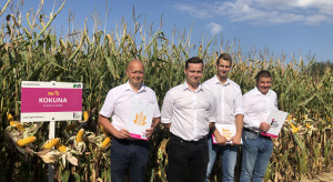 IGP Polska: propozycje odmian kukurydzy na sezon 2022