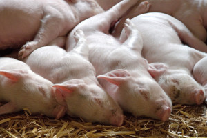 Projekt pomocy dla hodowców świń z terenów objętych ASF
