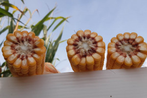 Kukurydza nie tylko azotem żyje