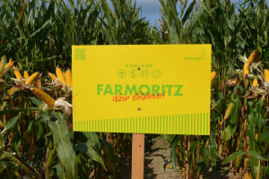 Odmiany kukurydzy na rok 2022 od Farmsaat Polska