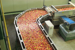 Biedronka: 100% jabłek sprzedawanych w sieci pochodzi z Polski
