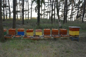 Wytruli pszczoły w pasiece