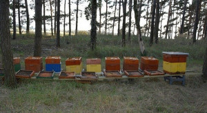 Wytruli pszczoły w pasiece