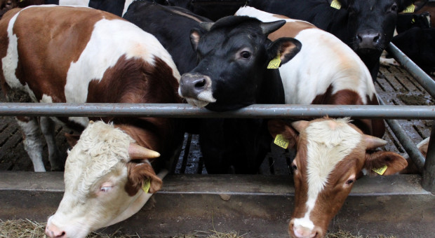 Wysokie ceny bydła – z czego wynikają i jak długo się utrzymają?
