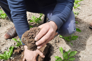 Fakty i mity o uprawie roli z Top Farms