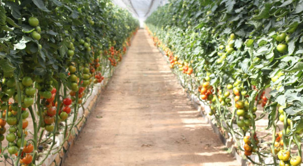 Bayer wprowadza na rynek ekologiczne nasiona warzyw