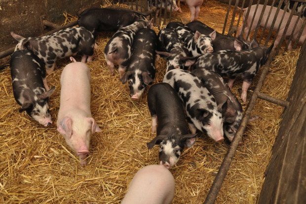 95-lecie hodowli świń puławskich