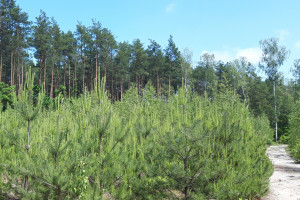 Strategia leśna UE zagraża przyszłości polskich lasów i gospodarce?