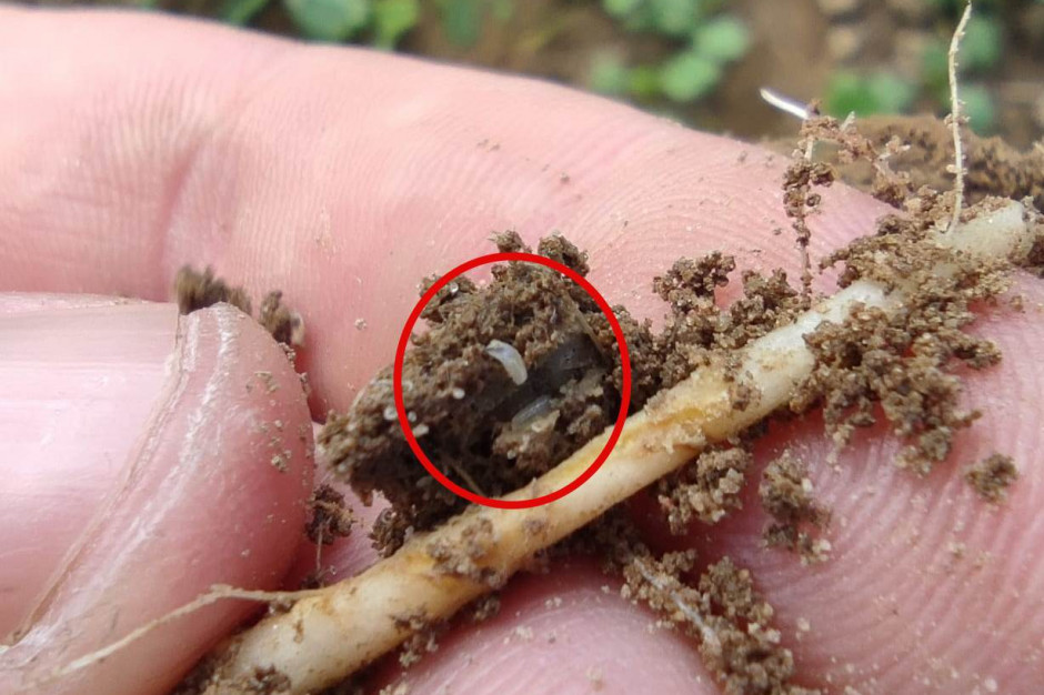 Pierwsze larwy śmietki kapuścianej są już obecne na korzeniach rzepaku; Fot. M. Reich