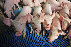 ARiMR o szczegółach pomocy dla hodowców świń w kryzysie ASF