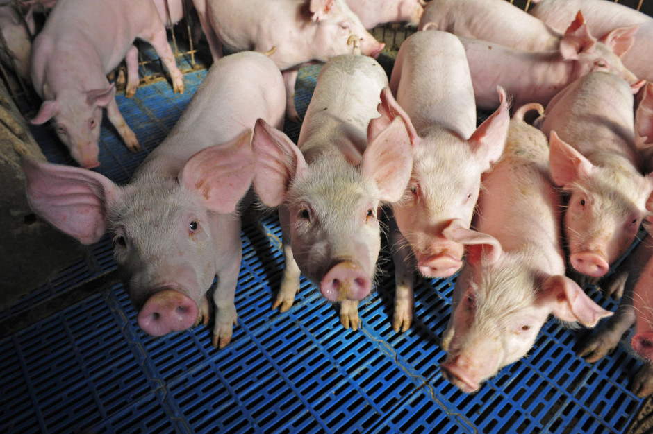 Pomoc dla hodowców świń. fot. Shutterstock
