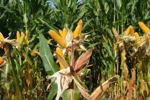 Chiny mają zatwierdzić kukurydzę GMO