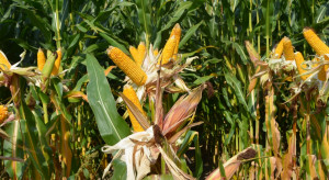 Chiny mają zatwierdzić kukurydzę GMO