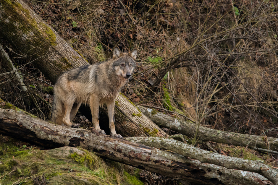 Fotopułapka zamontowana przez leśników w Leśnictwie Kłębowo na Warmii zarejestrowała liczącą trzy osobniki watahę wilków, którym towarzyszy inny, czwarty osobnik Fot.Shutterstock