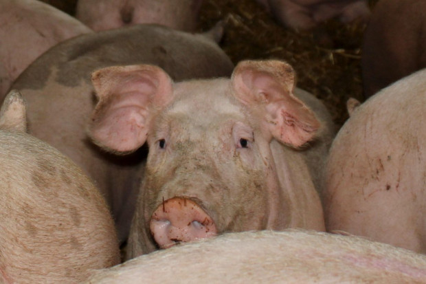 Wsparcie dotyczy m.in. hodowców i producentów trzody chlewnej, Foto: GT Nabór wniosków na wsparcie inwestycji zapobiegających zniszczeniu potencjału produkcji rolnej