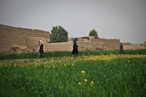 Pomoc dla afgańskich rolników