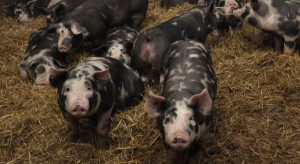 Organic pig farming is in retreat.  How many certified farms do we have?