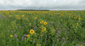 Przepis na biologizację dzięki międzyplonom według Top Farms