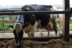 76 kg mleka od krowy bez obory za miliony – da się!