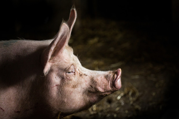 Czy ASF i kryzys będą gwoździem do trumny polskiej genetyki świń?
