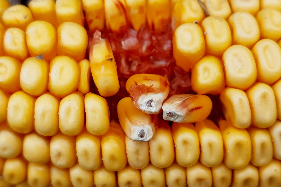 Ten rok zaskoczył producentów kukurydzy przede wszystkim liczbą dostrzegalnych w łanie anomalii fizjologicznych