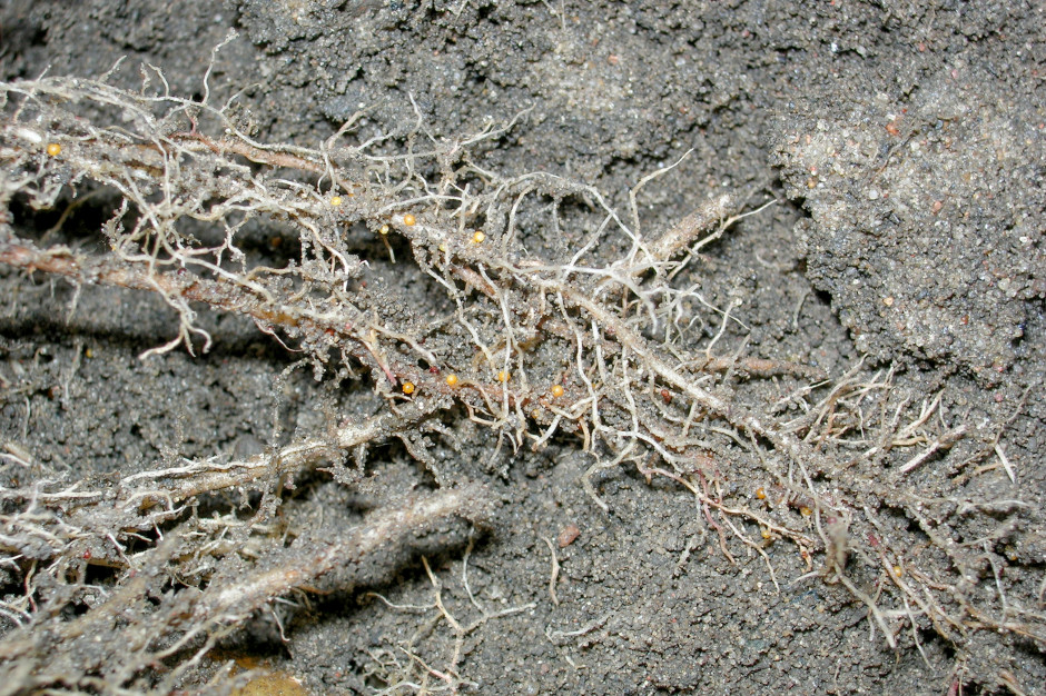 Nicienie występują w mln sztuk na metrze sześciennym gleby, a ich biomasa sięga 20 g/m3 gleby