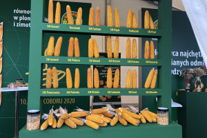Agro Show: jakie nowości w krajowych hodowlach ziemniaka i kukurydzy?