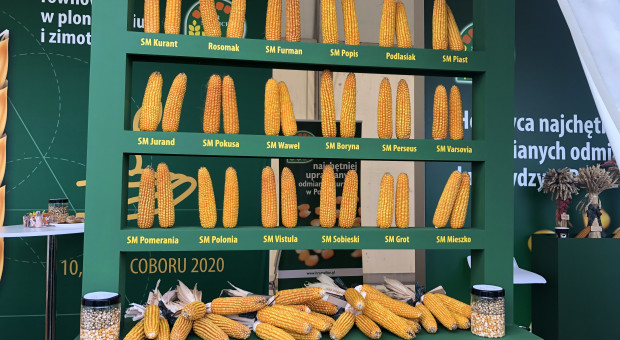 Agro Show: jakie nowości w krajowych hodowlach ziemniaka i kukurydzy?