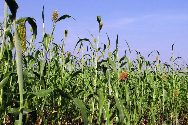 IGC: Wyższa prognoza światowej produkcji zbóż ogółem