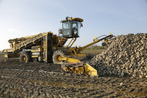 Rosja: Wyższa produkcja cukru w sezonie 2021/2022