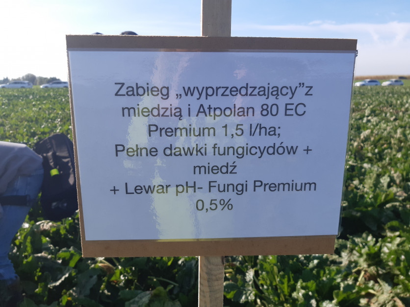 Złożony program ochrony bazujący na fungicydach, adiuwantach oraz działającej kontaktowo miedzi. Fot. A. Kobus