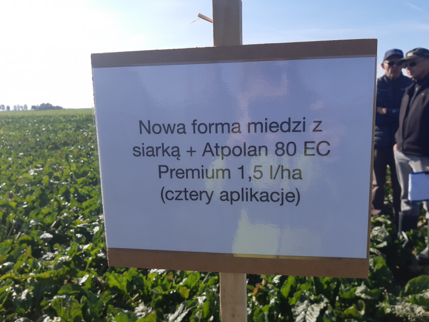 Wprowadzenie nowych formulacji miedzi do programu ochrony ma jeszcze bardziej podnieść jego skuteczność Fot. A. Kobus