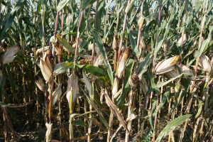 Opóźniają się żniwa kukurydziane we wschodniej Polsce