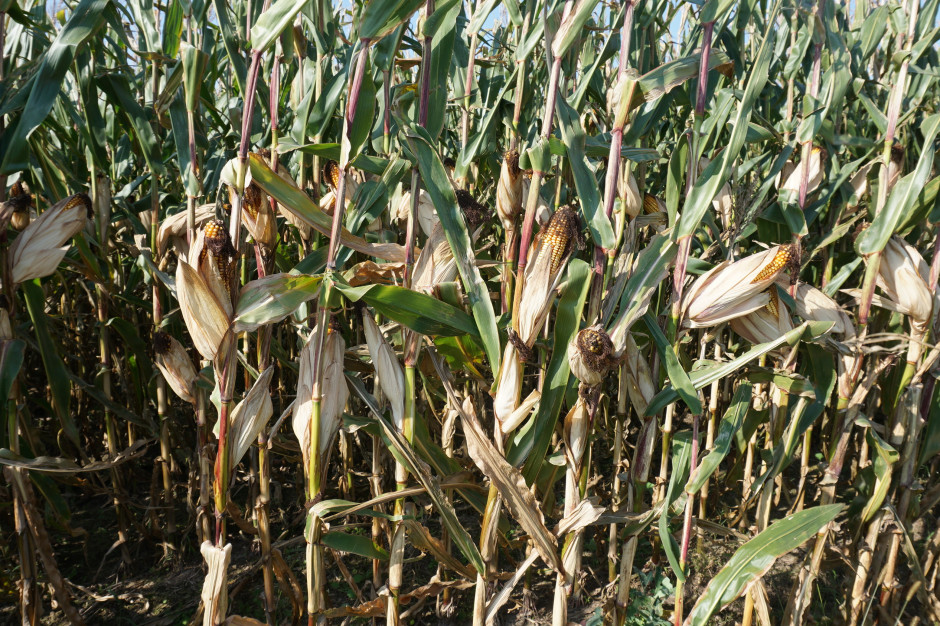 Kukurydza Syngenta Boost - 6.10.2021 jilgotność jeszcze około 38 proc