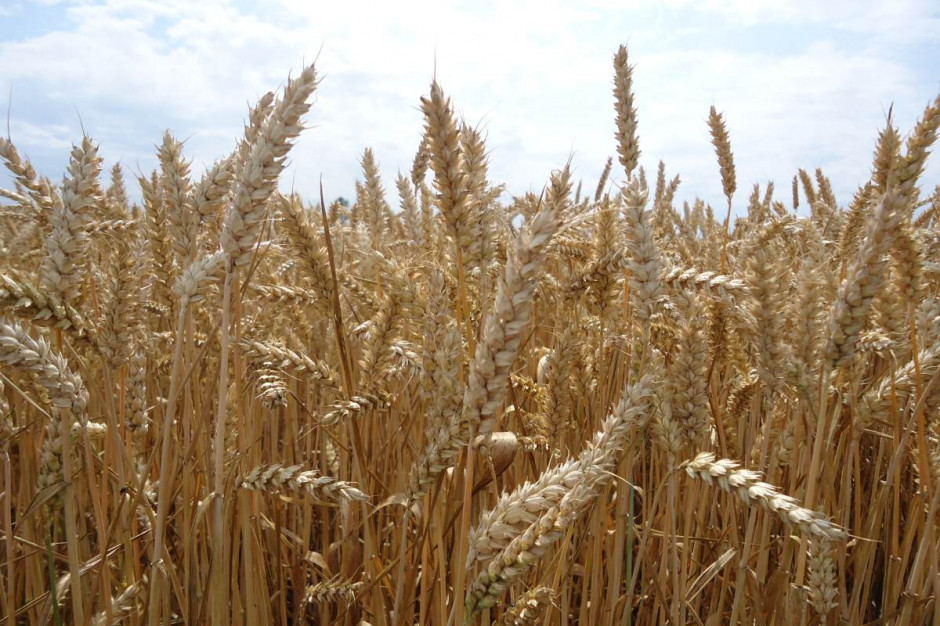 Wychodzi na to, że aby odrobić straty związane z cenami samego azotu pszenica musiałaby dawać plon o tonę wyższy. Fot. A. Kobus