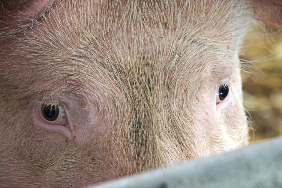Sprawcy włamali sie do chlewni i bili świnie, Foto ilustracyjne: Pixabay
