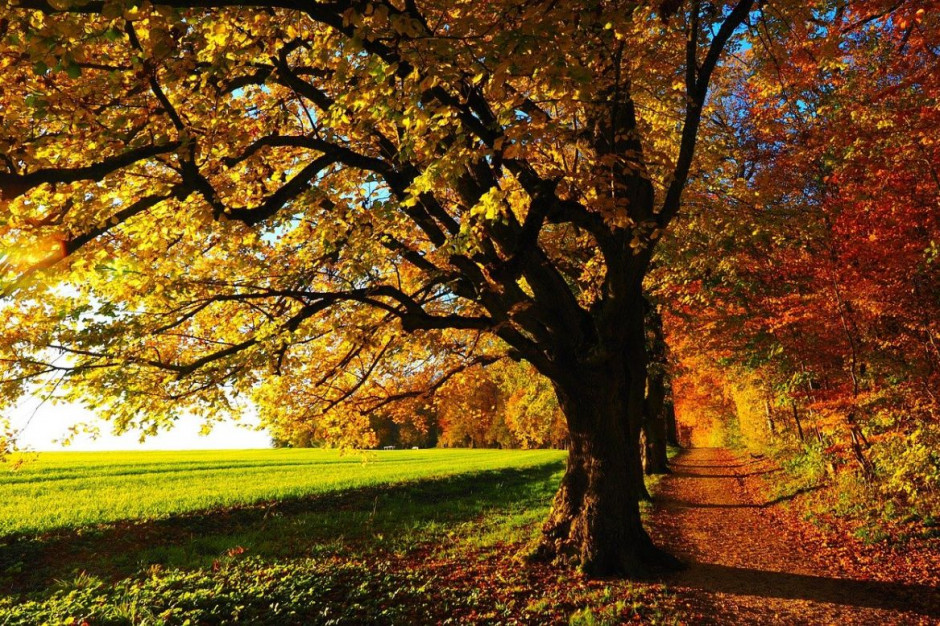 Jutro kolejny dzień polskie złotej jesieni, Foto: Pixabay/Hans