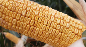 Wzrost areału kukurydzy to zapowiedź kłopotów w ochronie