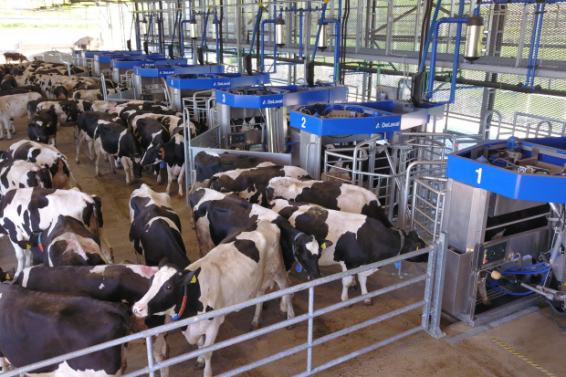 Zgodnie z przedstawionymi informacjami, dzięki systemowi doju grupowego DeLaval VMS do wydojenia 450 krów potrzebny jest tylko 1 pracownik, fot. DeLaval Nowa koncepcja automatycznego doju dla dużych gospodarstw mlecznych